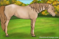 Horse Color:Chestnut Pearl 