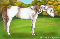 Horse Color:White Spotted Red Roan Splash 
