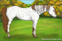 Horse Color:Gray Red Dun Appaloosa 