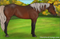 Horse Color:Gray Silver Bay