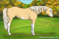 Horse Color:Palomino Splash Frame 