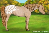 Horse Color:Red Roan Blanket 