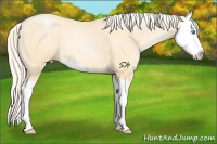 Horse Color:Palomino Roan Pearl Splash