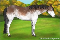 Horse Color:White Spotted Bay