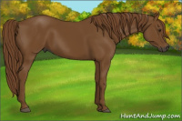 Horse Color:Gray Chestnut 