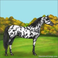 Horse Color:Black Appaloosa 