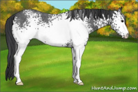 Horse Color:White Spotted Blue Roan 
