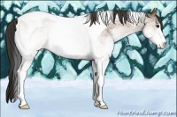 Horse Color:White Spotted Buckskin Roan Tobiano 