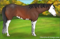 Horse Color:Bay Roan Splash