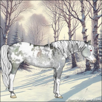 Horse Color:White Spotted Silver Grullo Chinchilla Sabino Splash Appaloosa Brindle 