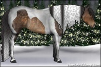 Horse Color:Buckskin Tobiano Rabicano