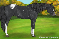 Horse Color:Black Blanket 