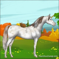 Horse Color:White Spotted Buckskin Ice Pearl Dun Mushroom Sabino Splash Brindle 