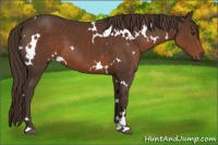 Horse Color:White Spotted Liver Chestnut