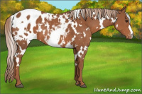 Horse Color:White Spotted Chestnut Blanket