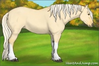 Horse Color:Palomino Dun Tobiano 