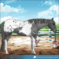 Horse Color:Black Tobiano Appaloosa 
