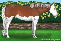 Horse Color:Silver Bay Splash 