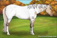 Horse Color:White Spotted Silver Bay Dun Near Fewspot Rabicano