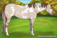 Horse Color:White Spotted Red Dun Roan 