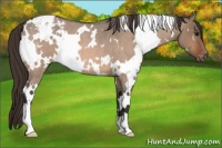 Horse Color:White Spotted Bay Roan Dun Appaloosa
