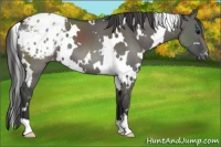 Horse Color:White Spotted Grullo Appaloosa 