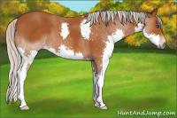 Horse Color:Gray Silver Bay Splash 