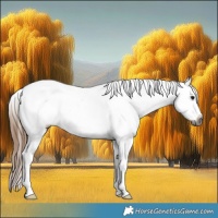 Horse Color:Gray Bay Splash Appaloosa Rabicano 