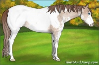 Horse Color:Amber Champagne Splash Near Fewspot Rabicano 