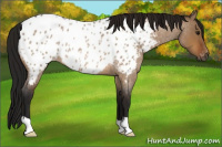 Horse Color:Gray Bay Roan Dun Appaloosa Rabicano