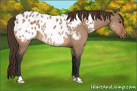 Horse Color:Bay Dun Appaloosa Rabicano 