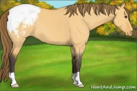 Horse Color:Buckskin Dun Appaloosa