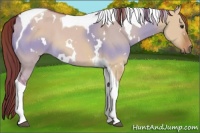 Horse Color:White Spotted Red Dun Tobiano