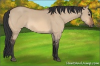 Horse Color:Bay Dun