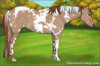 Horse Color:White Spotted Red Dun Tobiano 