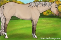 Horse Color:Silver Bay Dun