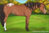 Horse Color:Bay Appaloosa