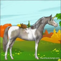 Horse Color:Liver Red Dun Mushroom Sabino Tobiano Brindle