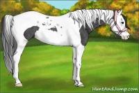 Horse Color:Black Splash Tobiano Rabicano