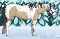 Horse Color:Classic Champagne Dun Splash Tobiano 