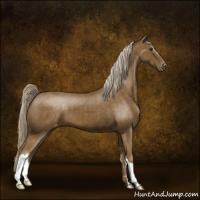 Horse Color:Chocolate Palomino Appaloosa