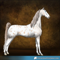 Horse Color:Gold Champagne Dun Splash Appaloosa 