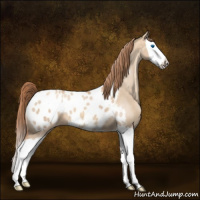 Horse Color:Gold Champagne Dun Splash Appaloosa 