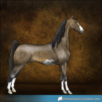 Horse Color:Buckskin Dun 