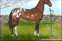 Horse Color:Buckskin Appaloosa