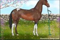 Horse Color:Brown Appaloosa