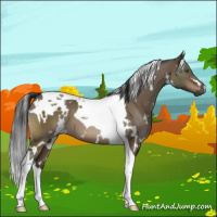 Horse Color:Gray White Spotted Brown Dun Tobiano 