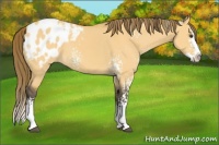Horse Color:White Spotted Buckskin Dun Splash Appaloosa 