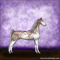 Horse Color:Silver Brown Dun Sabino 