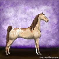 Horse Color:Buckskin Dun Blanket Brindle 